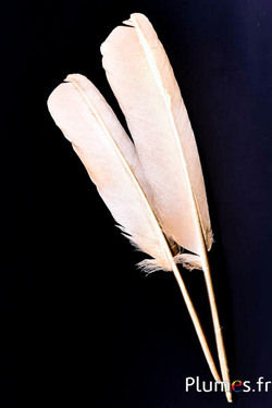 Cigno con velo dorato - 30-33 cm - bianco